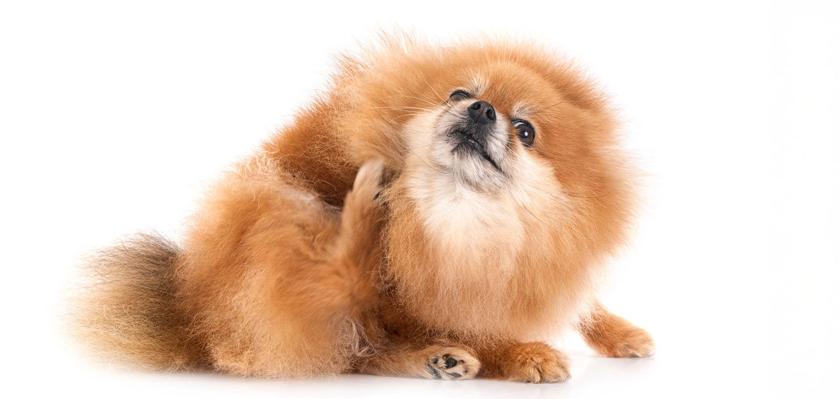 初めて飼う方におすすめの犬種