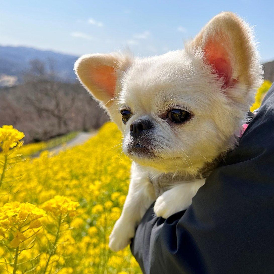 チワペキの成犬