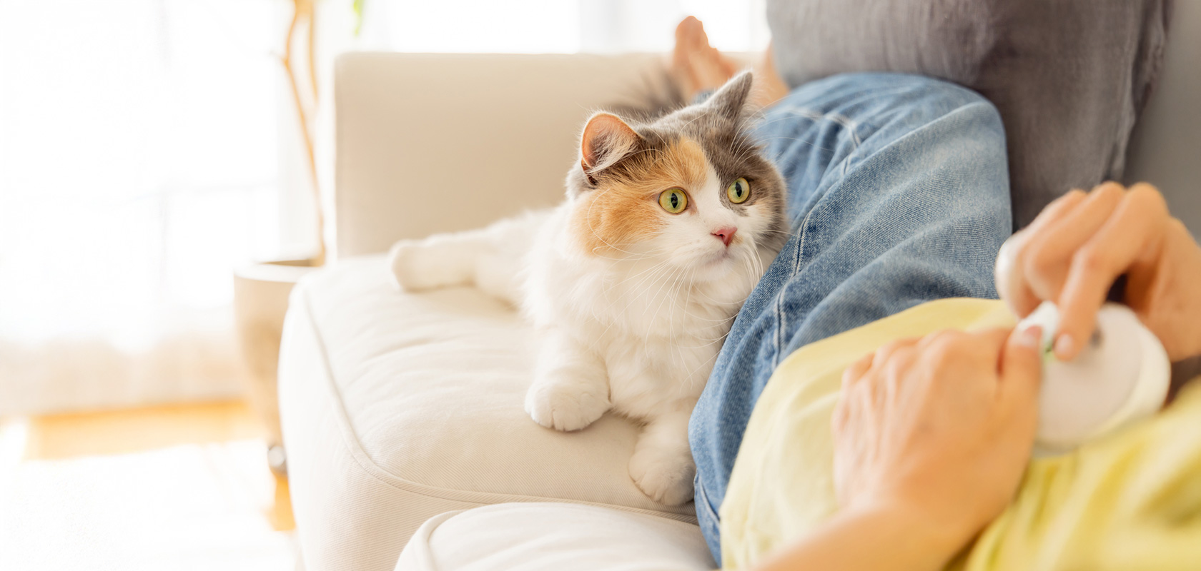 ネコちゃんを飼う前に知っておきたい4つの心構え