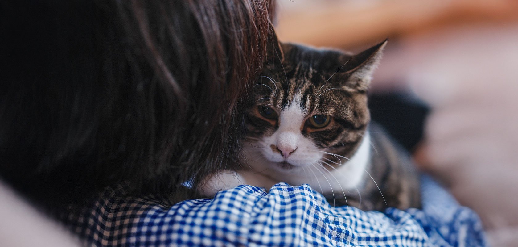 コツを押さえればネコちゃんもしつけできる