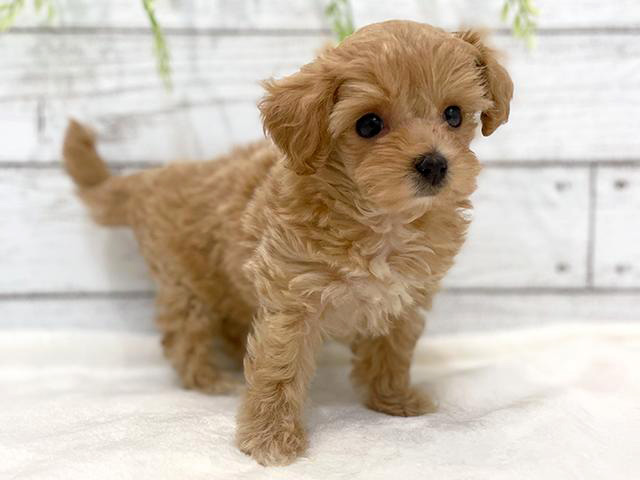 マルプーの子犬