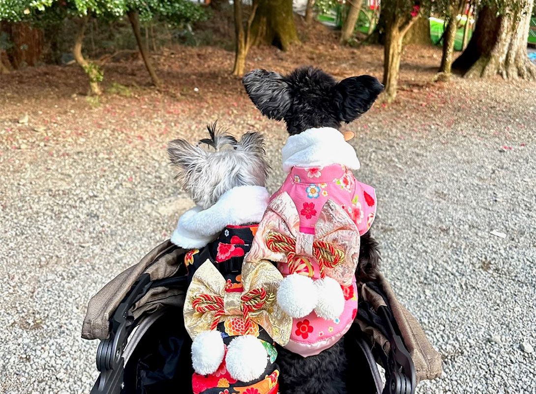 チワプーの成犬