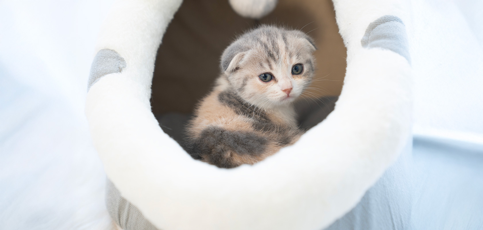 【住環境】ネコちゃんを迎えるための準備