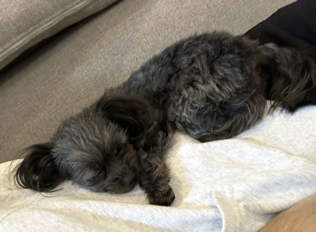 チワプーの成犬