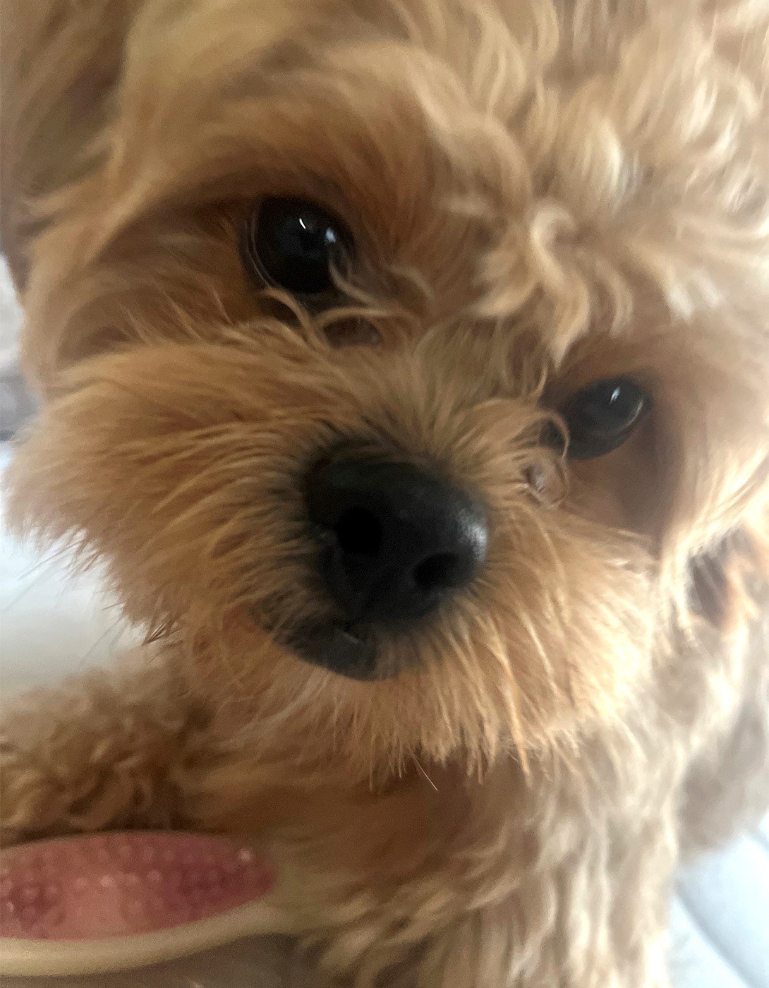 ペキプーの成犬