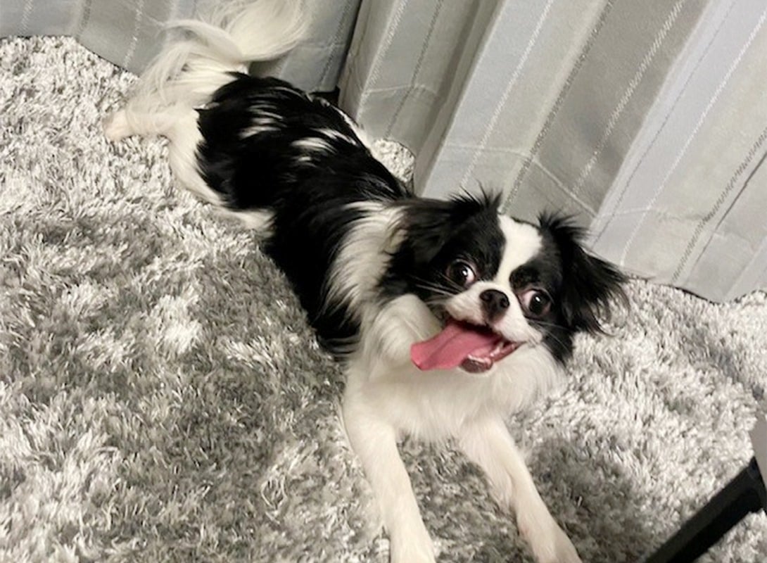 チワ狆