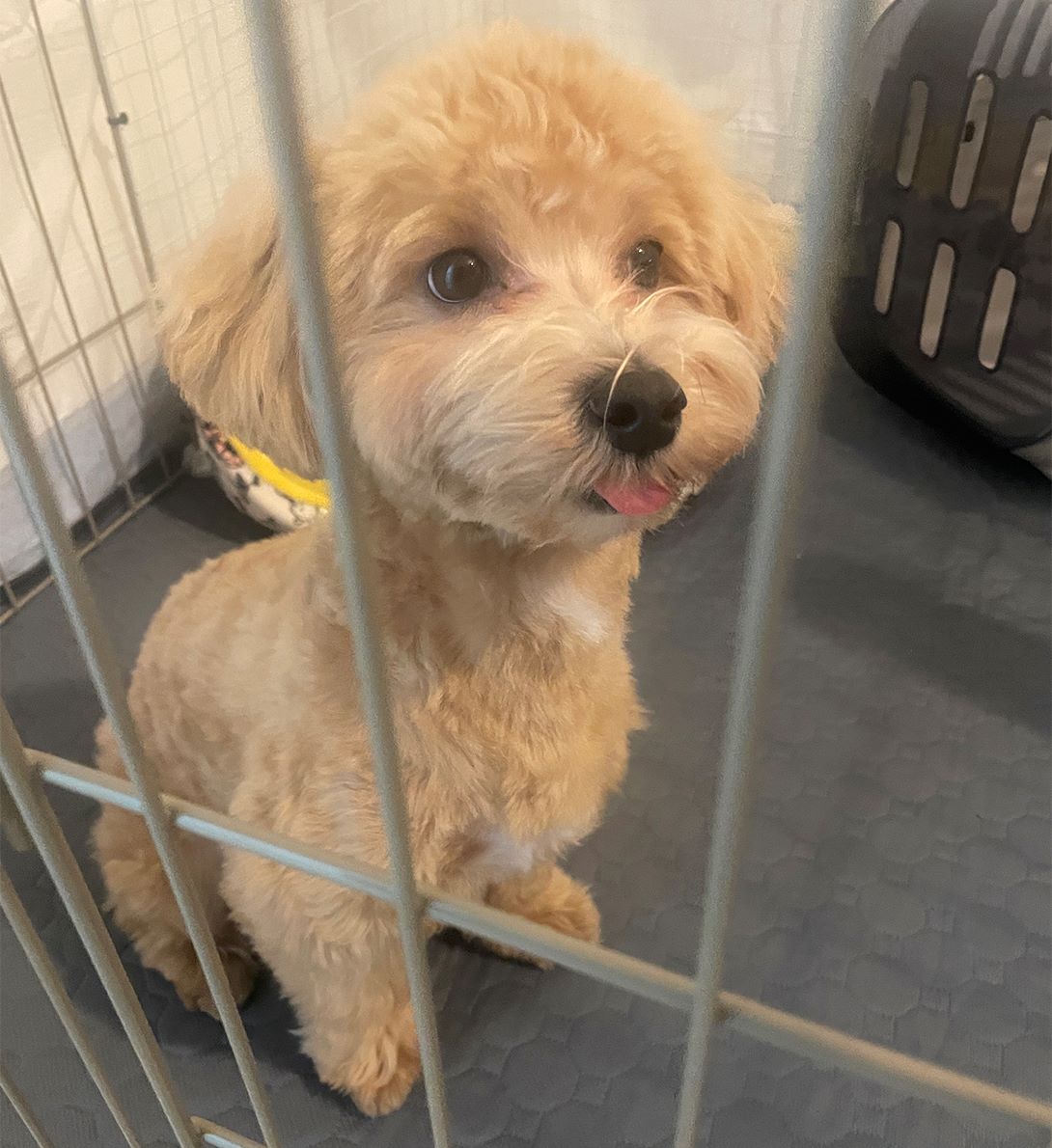マルプーの成犬