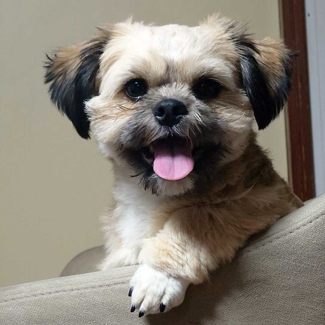 チワシーズーの成犬