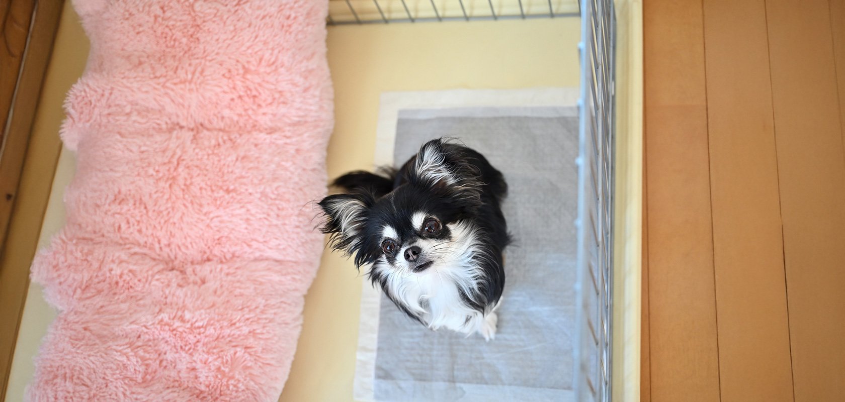 子犬のトイレのしつけはサインを逃さないことが大切!