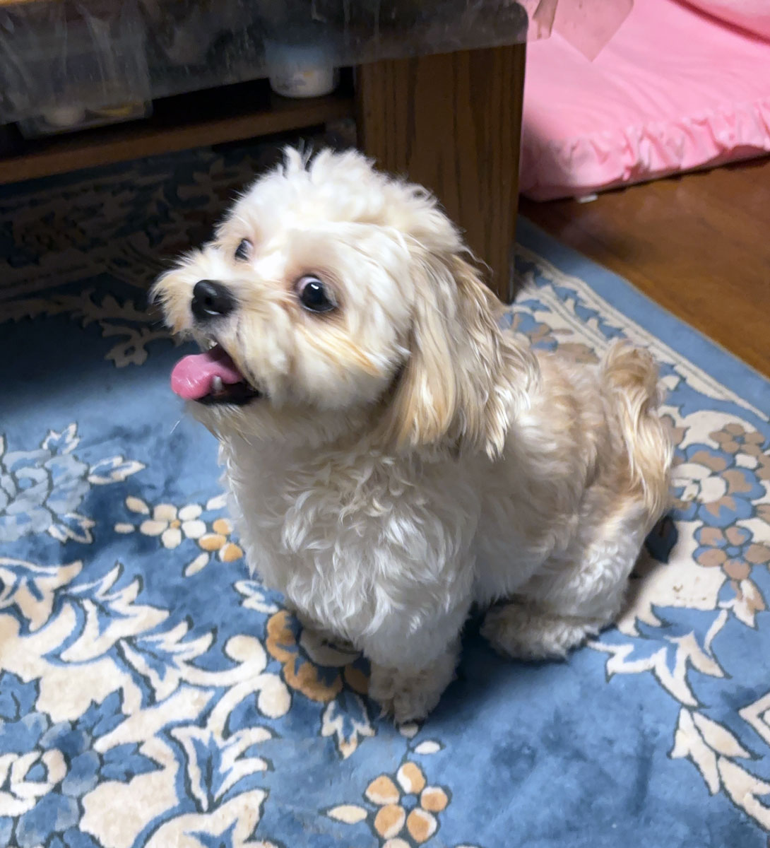 ペキプーの成犬