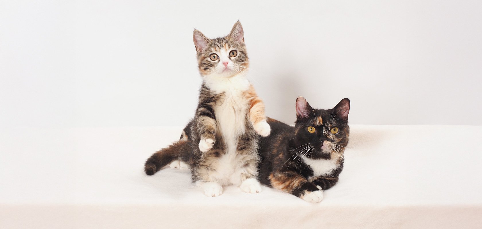 男の子と女の子どっちが飼いやすい？性別による性格の違い