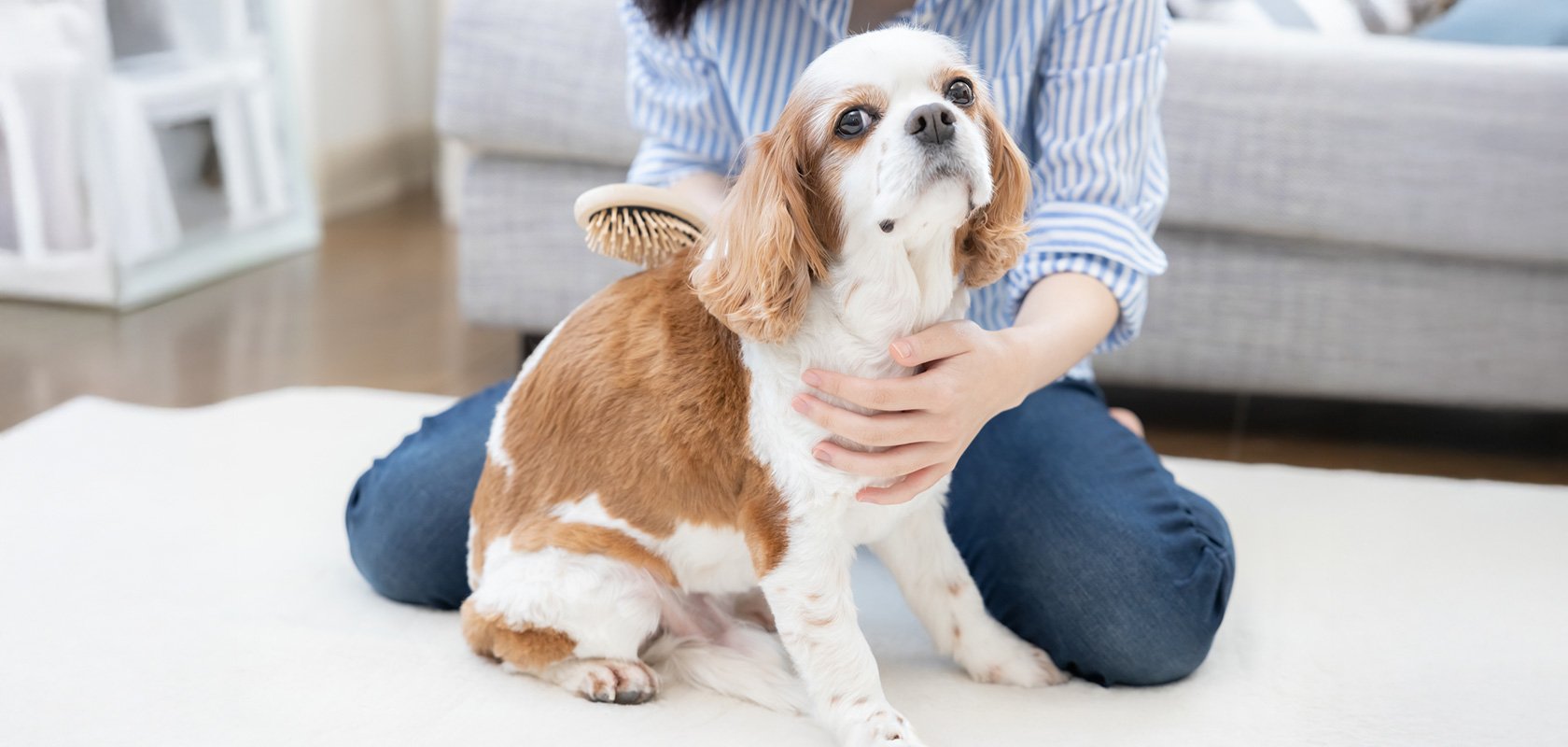 犬アレルギーでも飼える犬種はいる