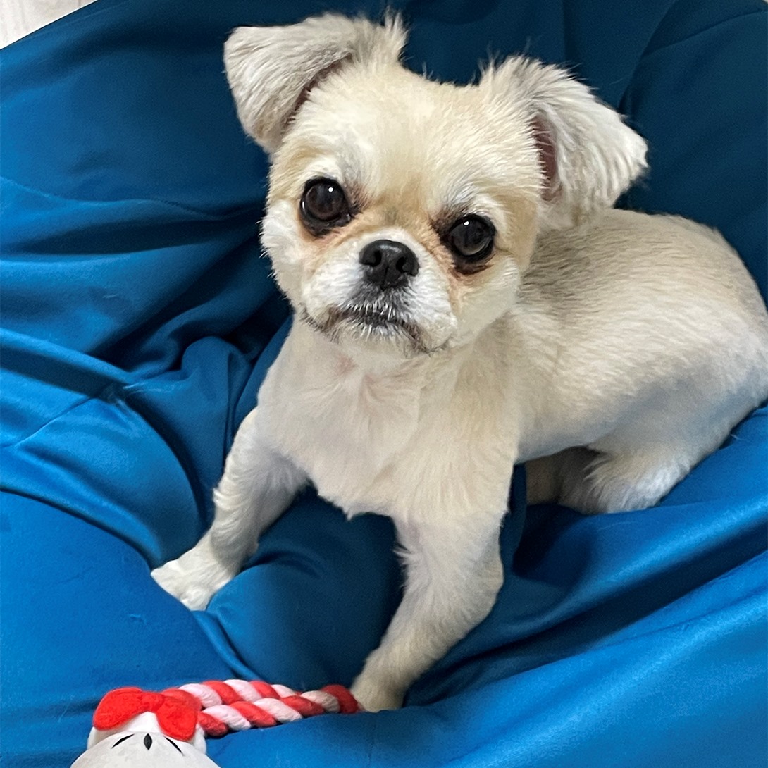チワペキの成犬