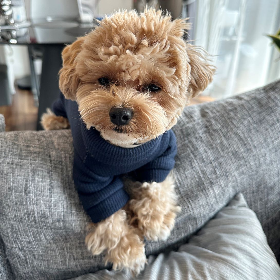 マルプーの成犬