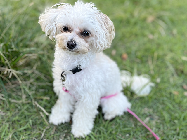 マルプーの成犬