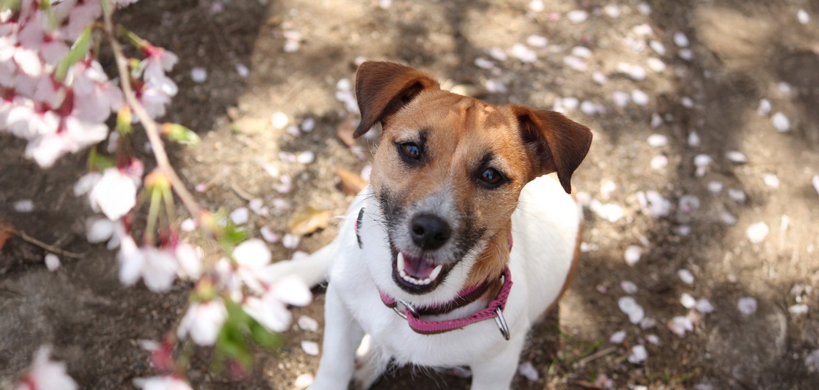 子犬の噛み癖は早い時期からしつけよう
