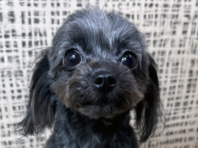 チワプーの成犬