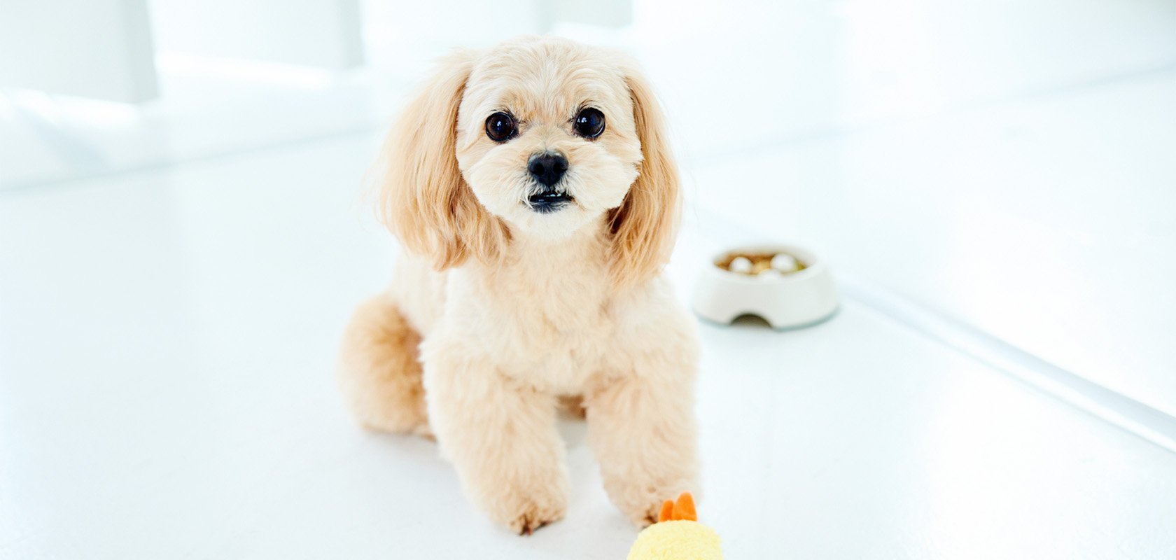 犬種グループ別の性格一覧