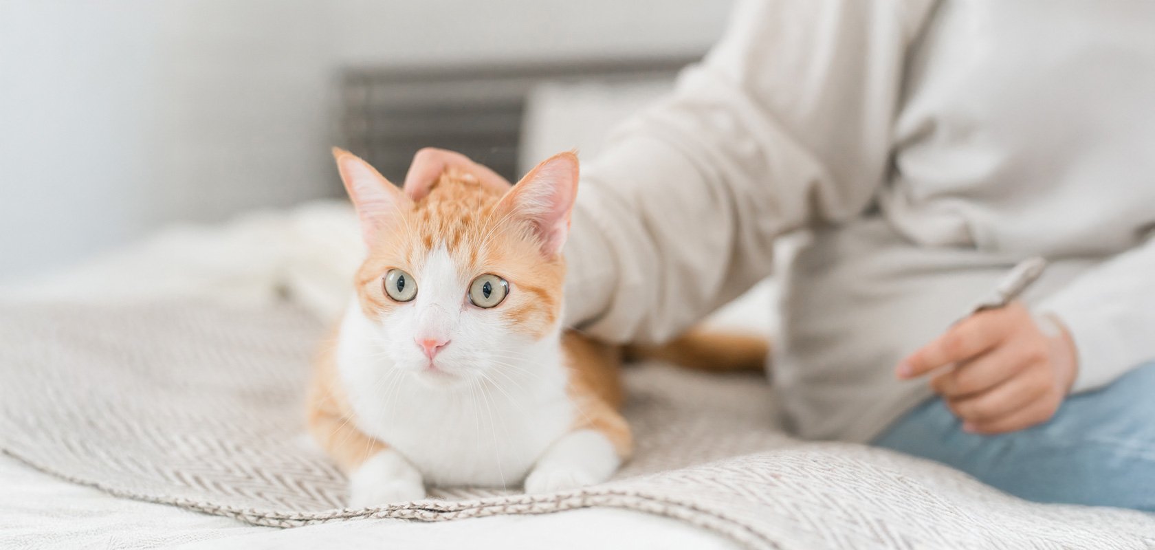 一人暮らしでネコちゃんを飼うためのポイント