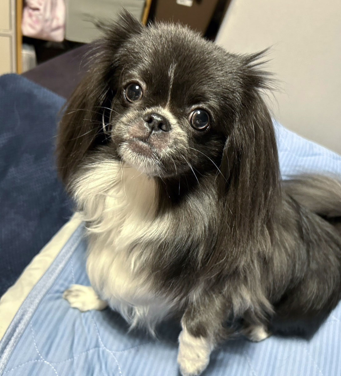 チワペキの成犬