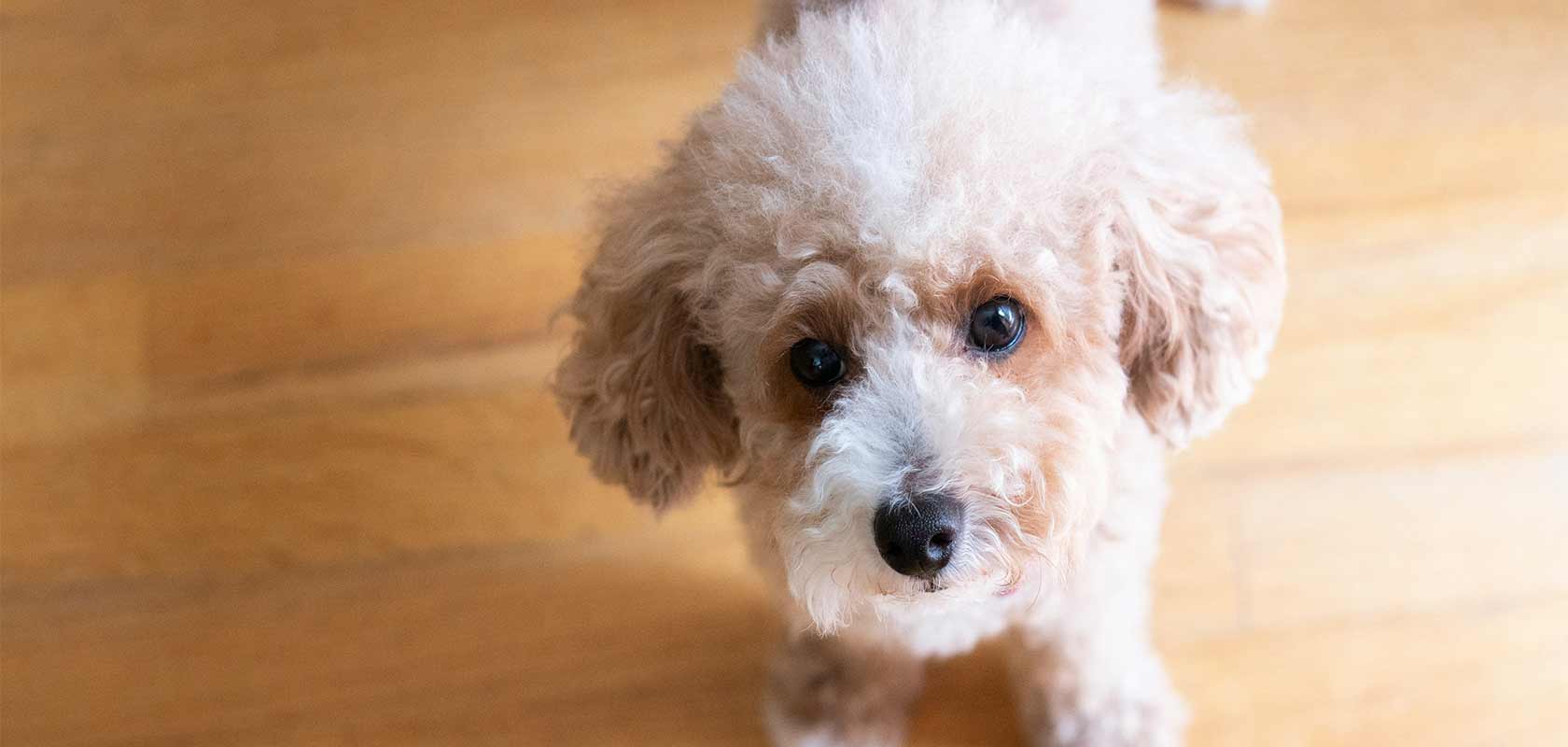 ワンちゃんの目の健康