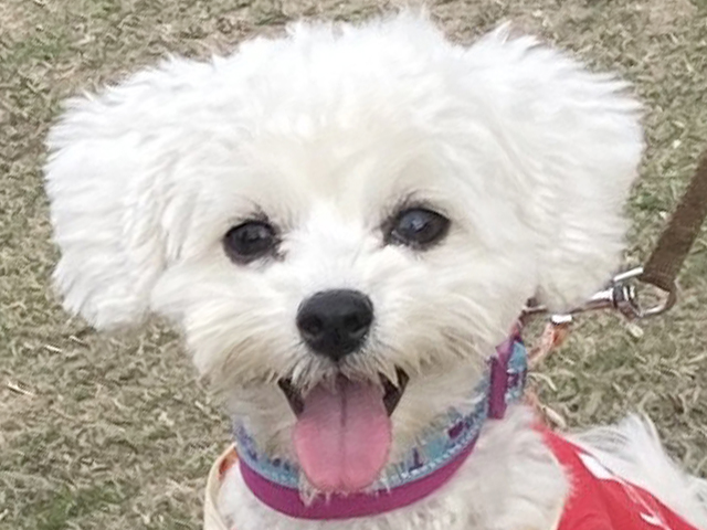 マルプーの成犬