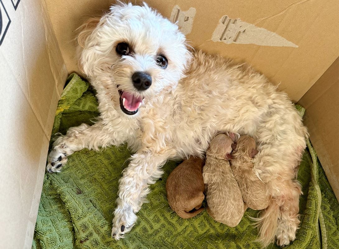 マルプーの成犬