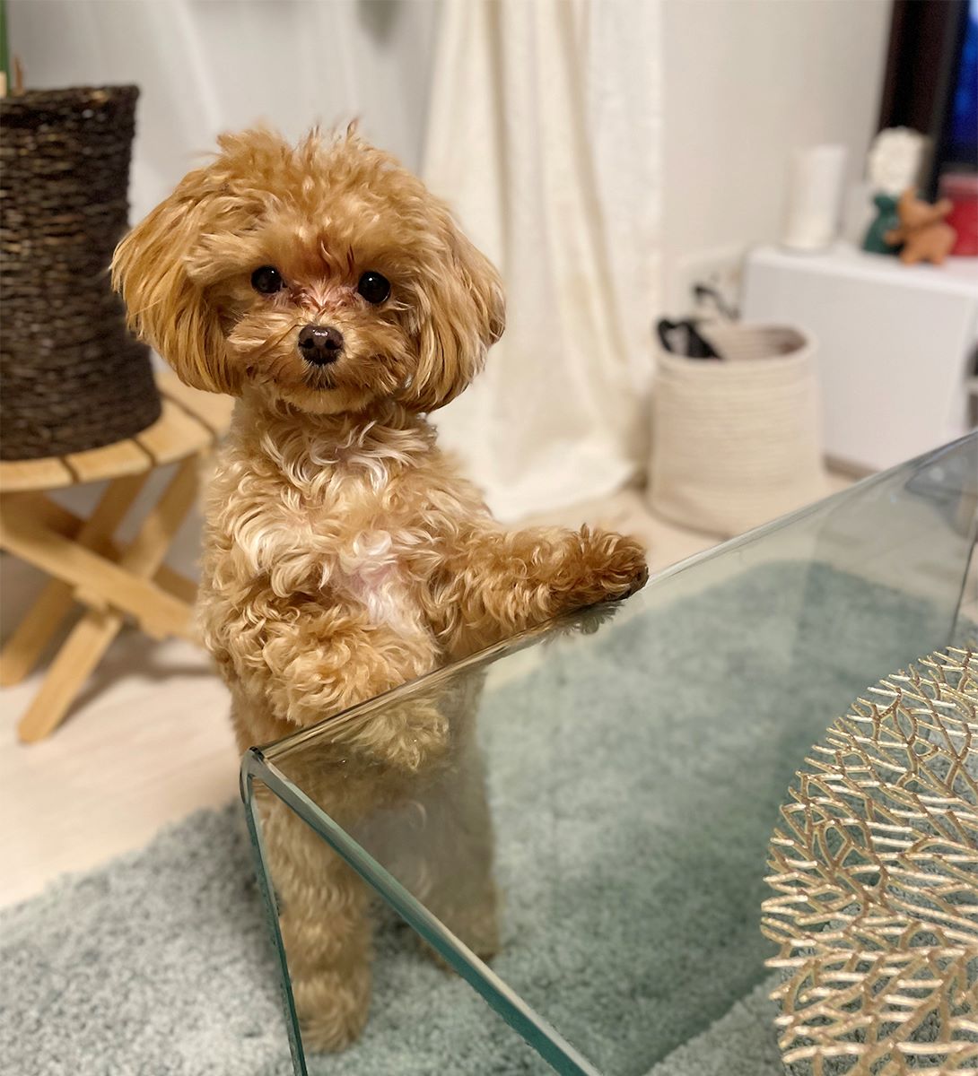マルプーの成犬