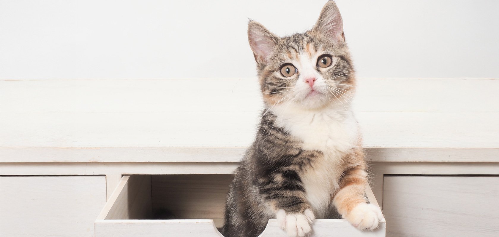 【活発なタイプ】代表的な猫種