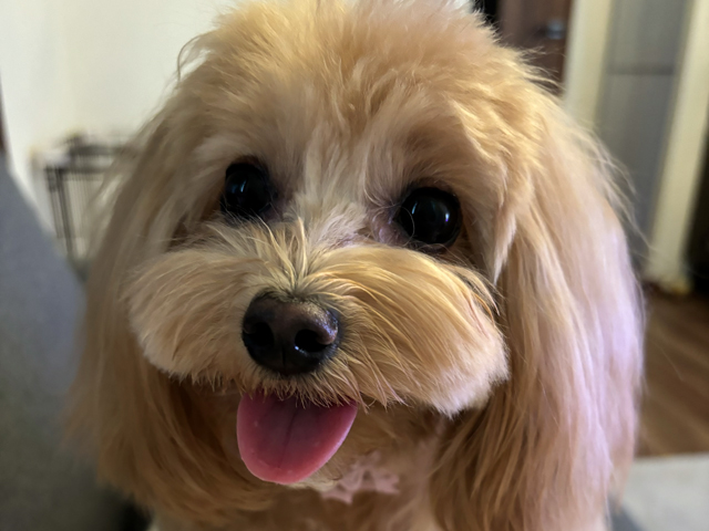 マルプーの成犬