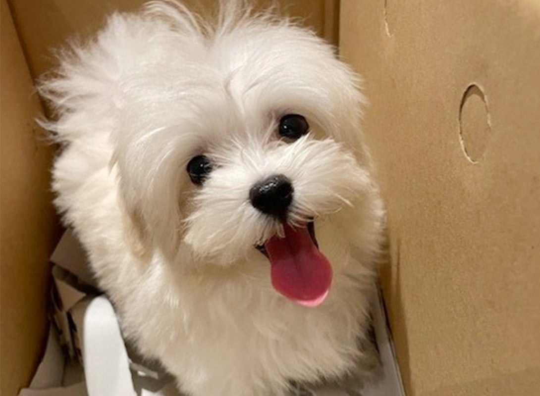 マルプーの成犬