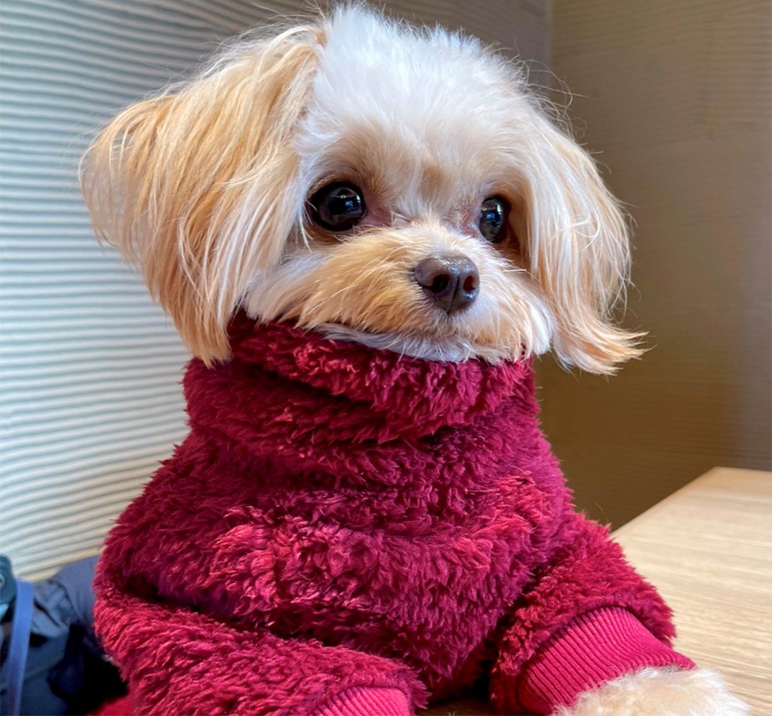 チワプーの成犬