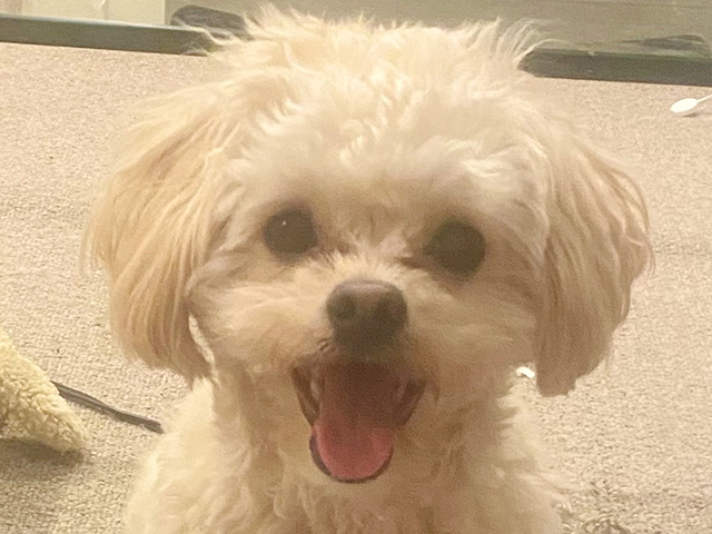 チワプーの成犬
