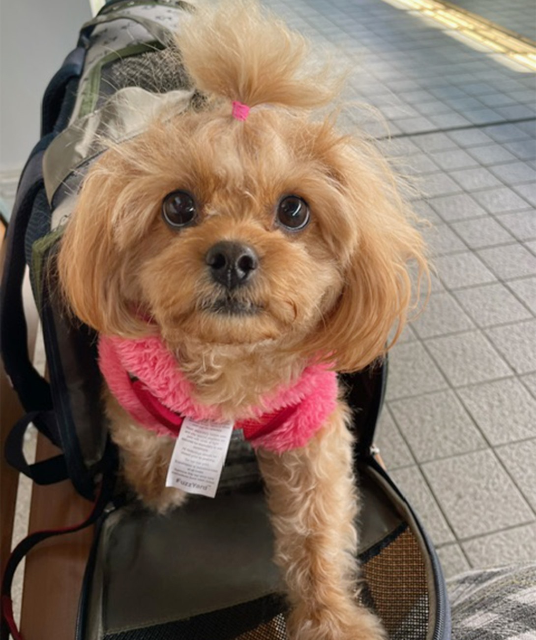 ペキプーの成犬