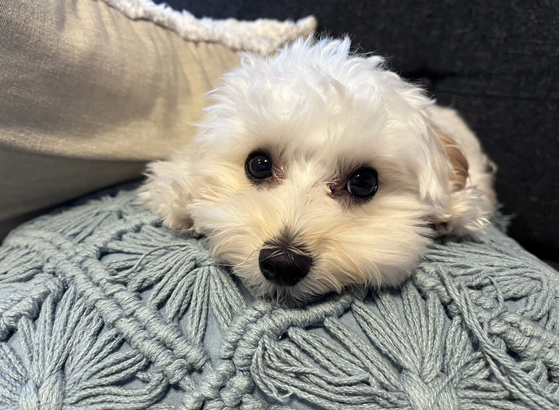 マルプーの成犬
