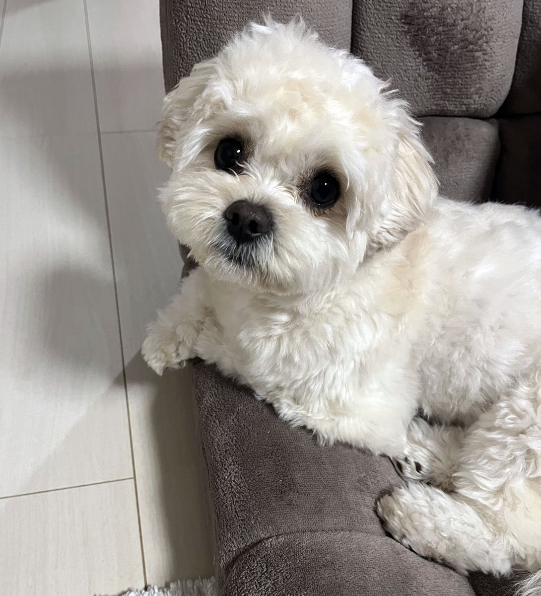 ペキプーの成犬