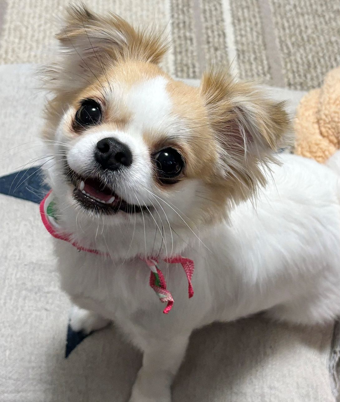 チワペキの成犬
