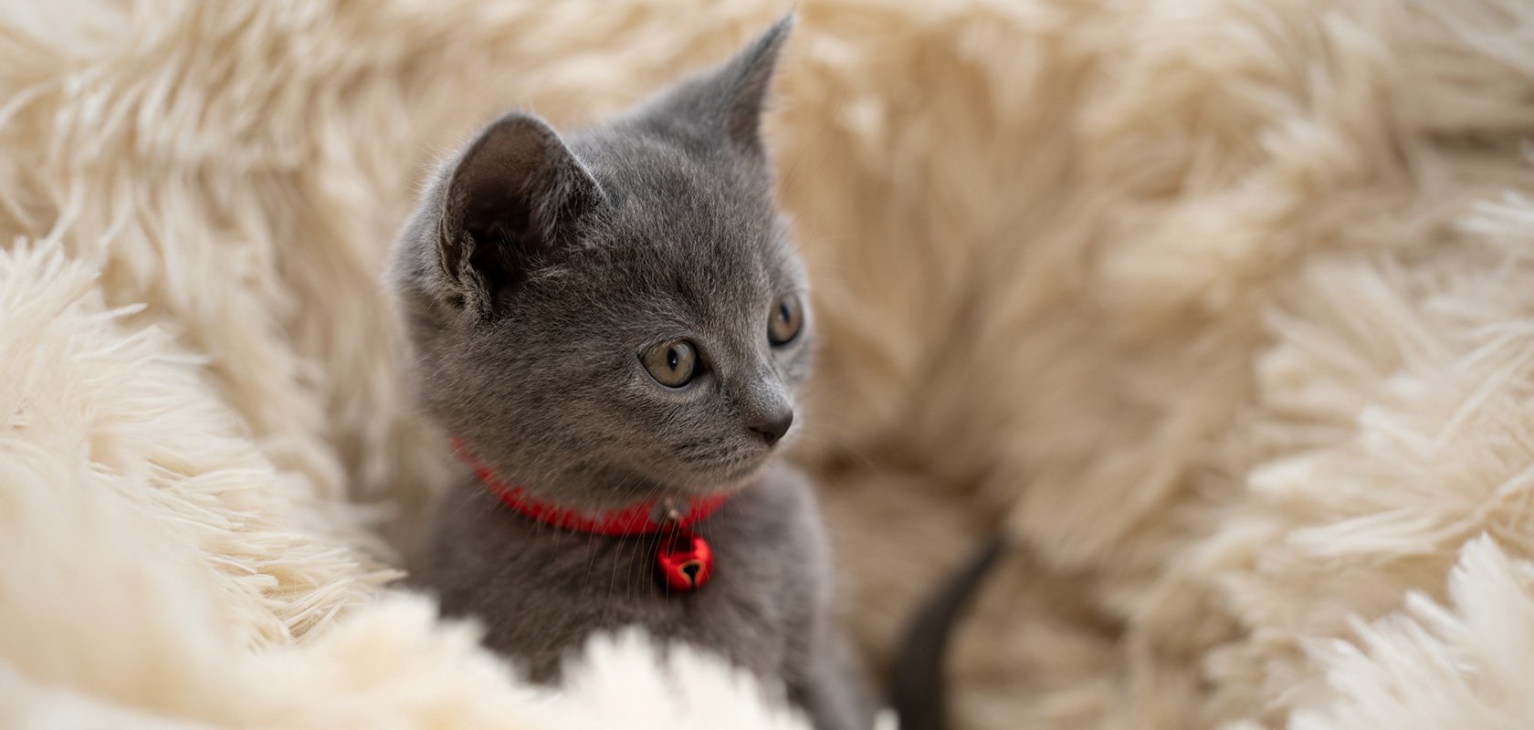 愛猫が健康で長生きするための4つのポイント