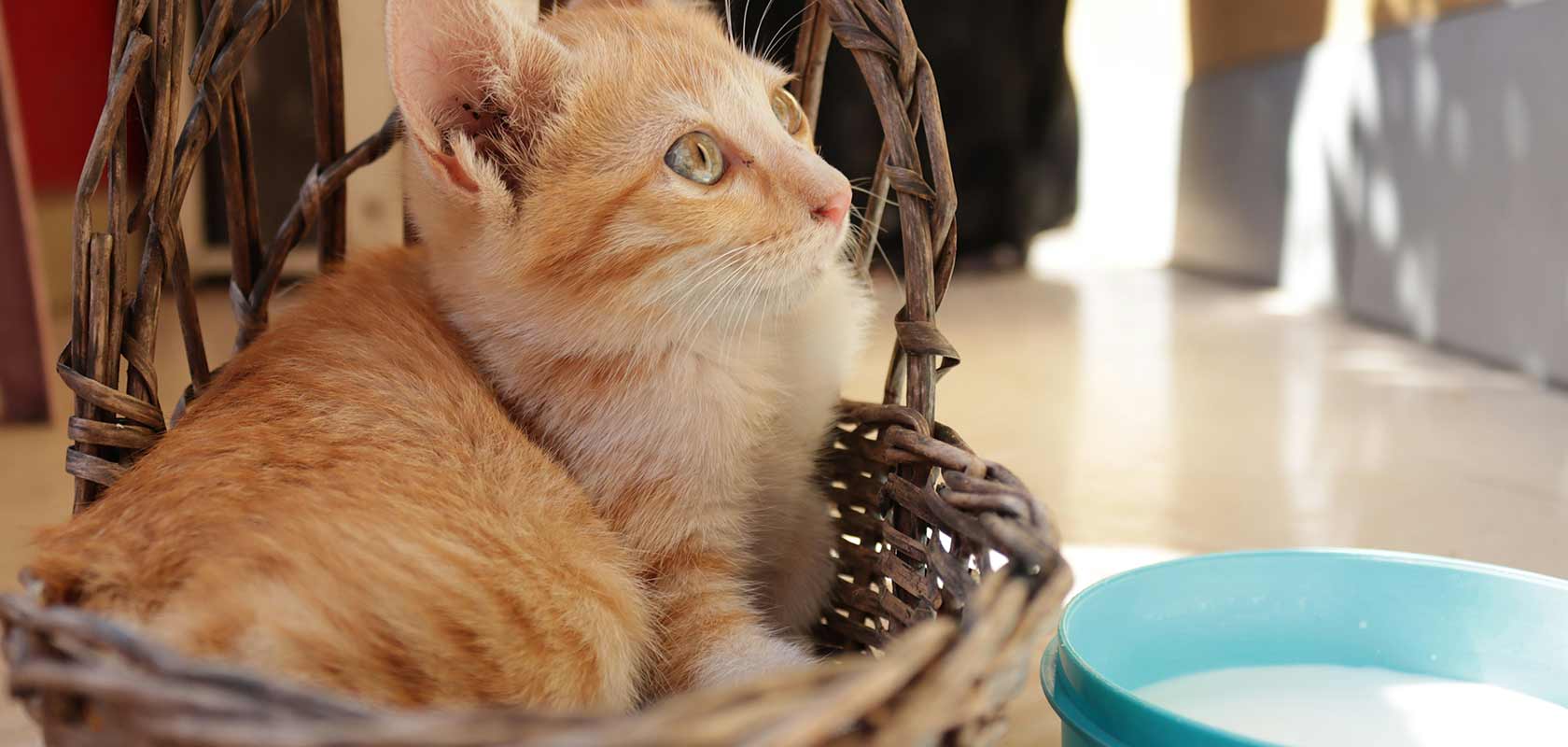 「いま」知ってほしい！ペットのウェルネスコラム