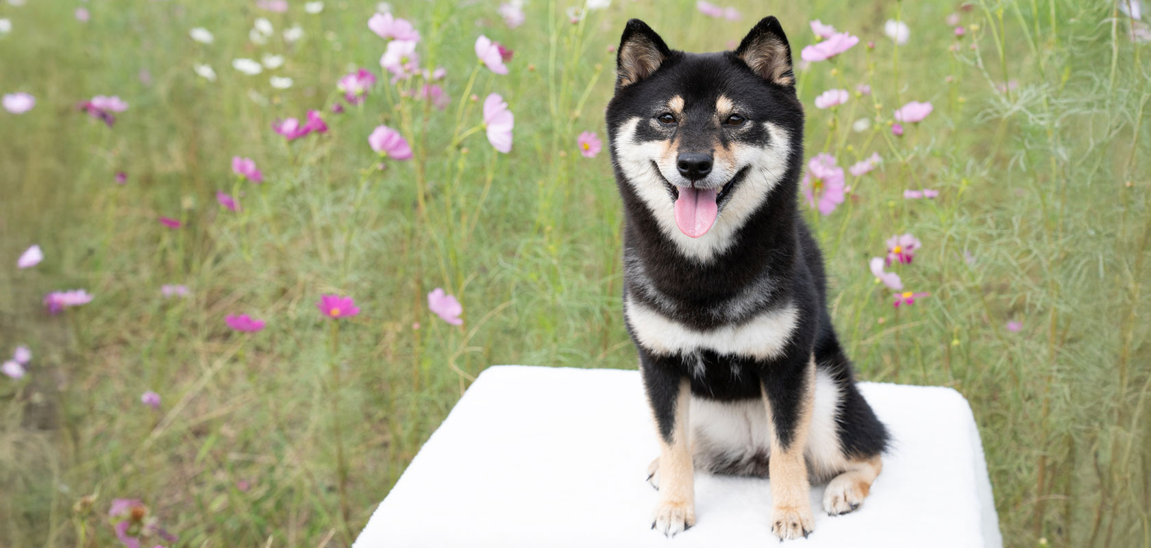 愛犬を飼うのに向いてる人の特徴