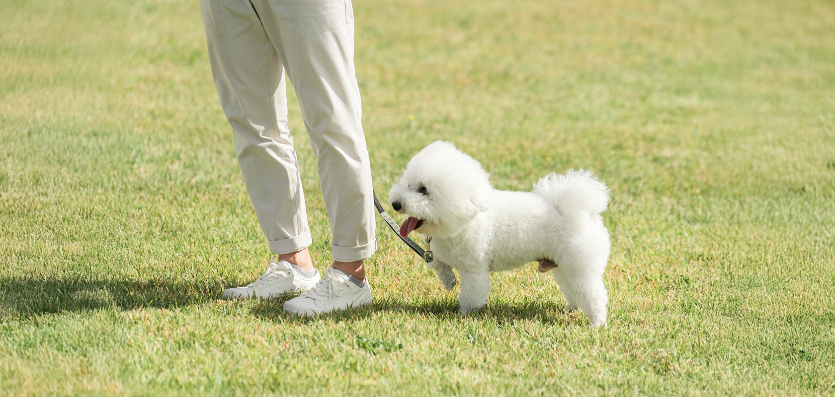 子犬の散歩はいつから？最後の混合ワクチン接種から2週間後が基本