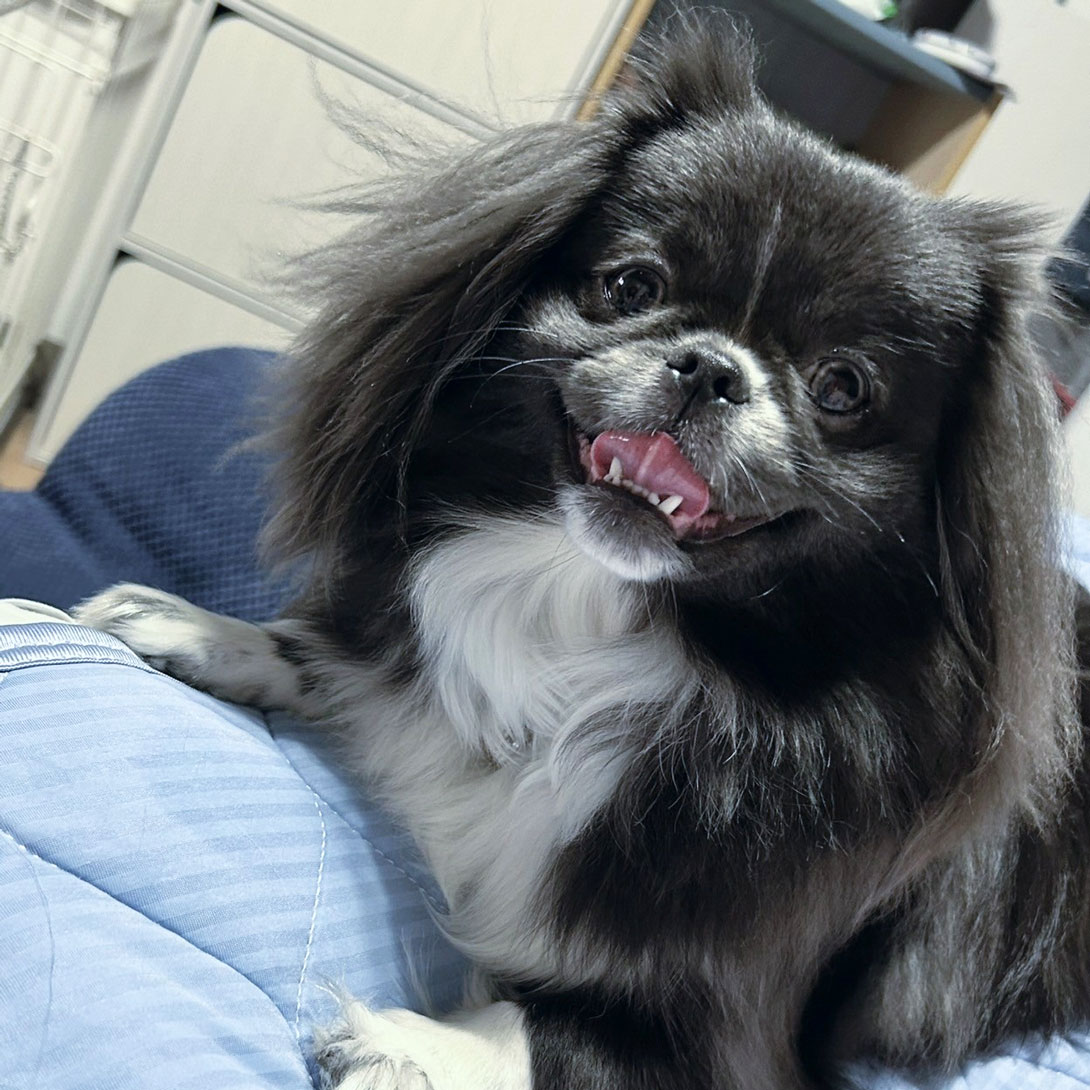 チワペキの成犬