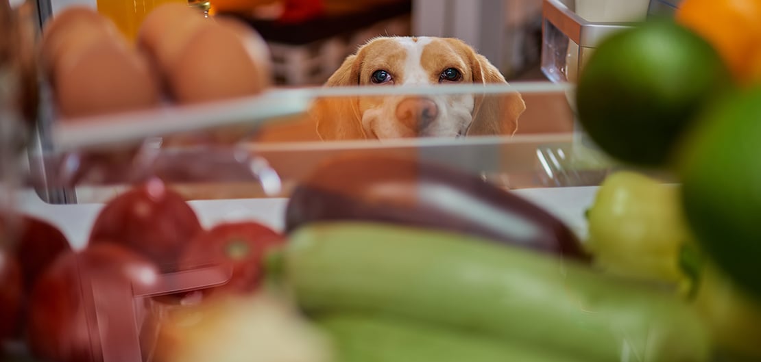 ワンちゃんが食べてはいけない食べ物一覧