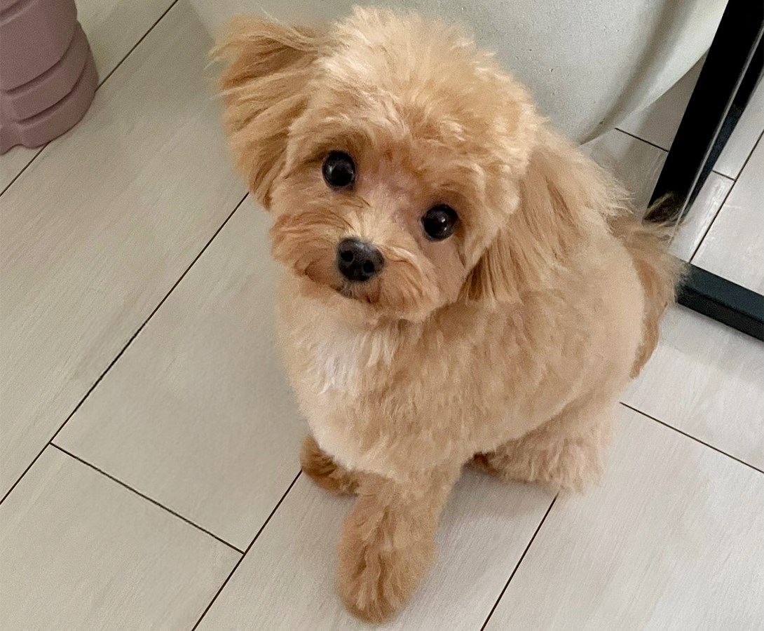 マルプーの成犬