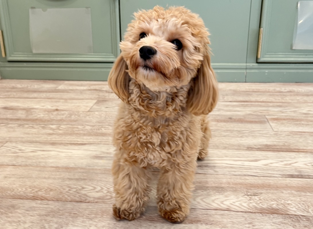 マルプーの成犬