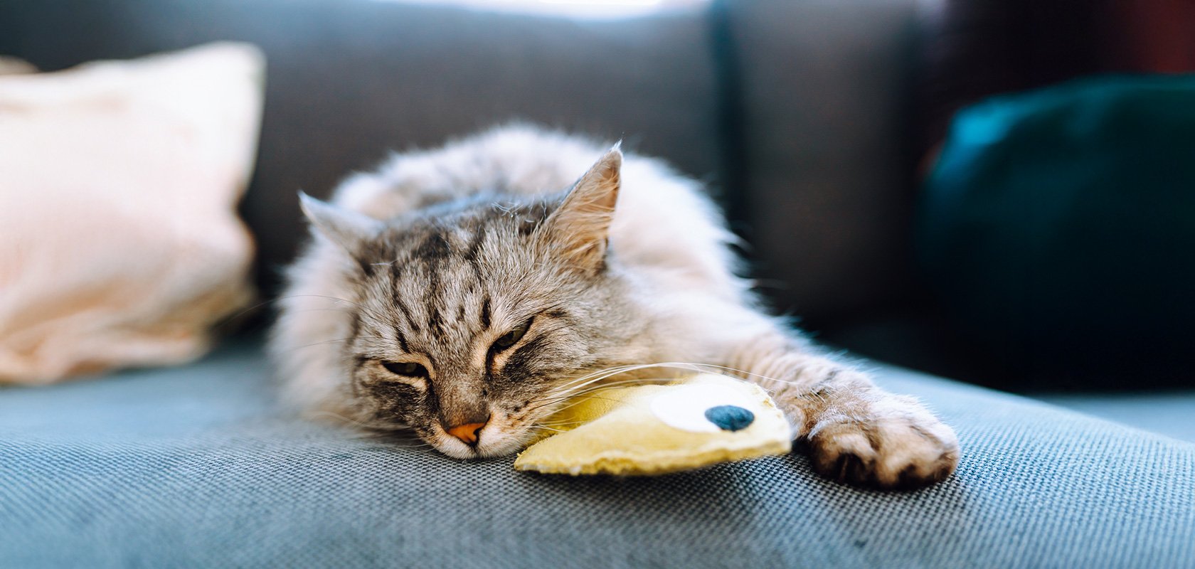 ネコちゃんを飼うのに必要な費用