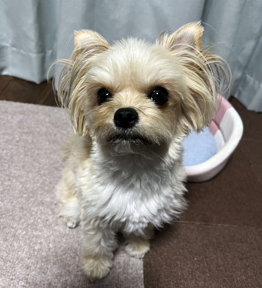 チワヨーキーの成犬