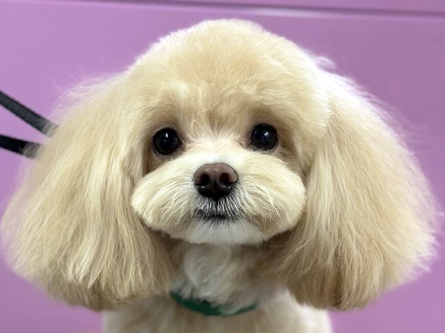 マルプーの成犬