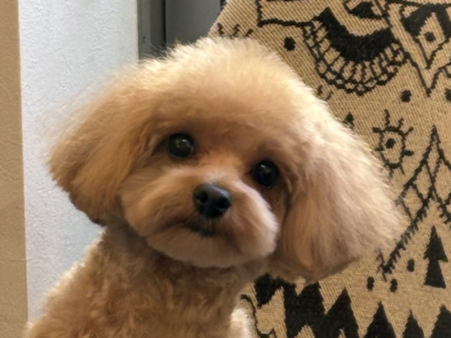 マルプーの成犬