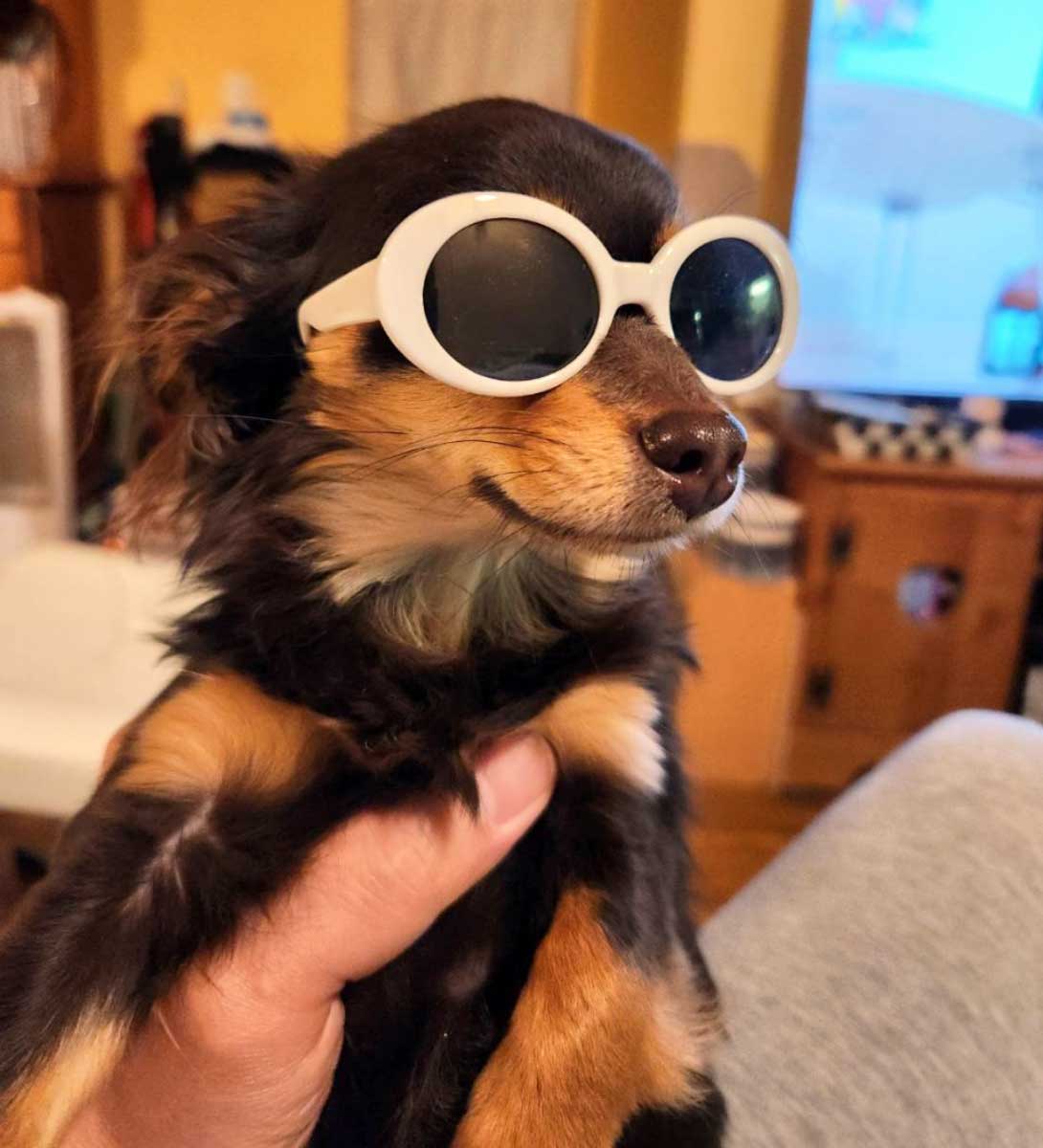 チワックスの成犬